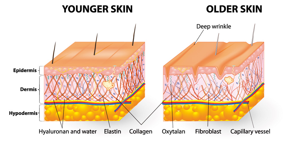 Dermoaroma-What-is-collagen